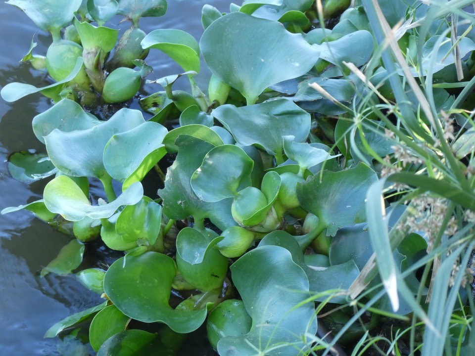 Eichhornia crassipes - Jacinthe d'eau - PONTEDERIACEAE - EE