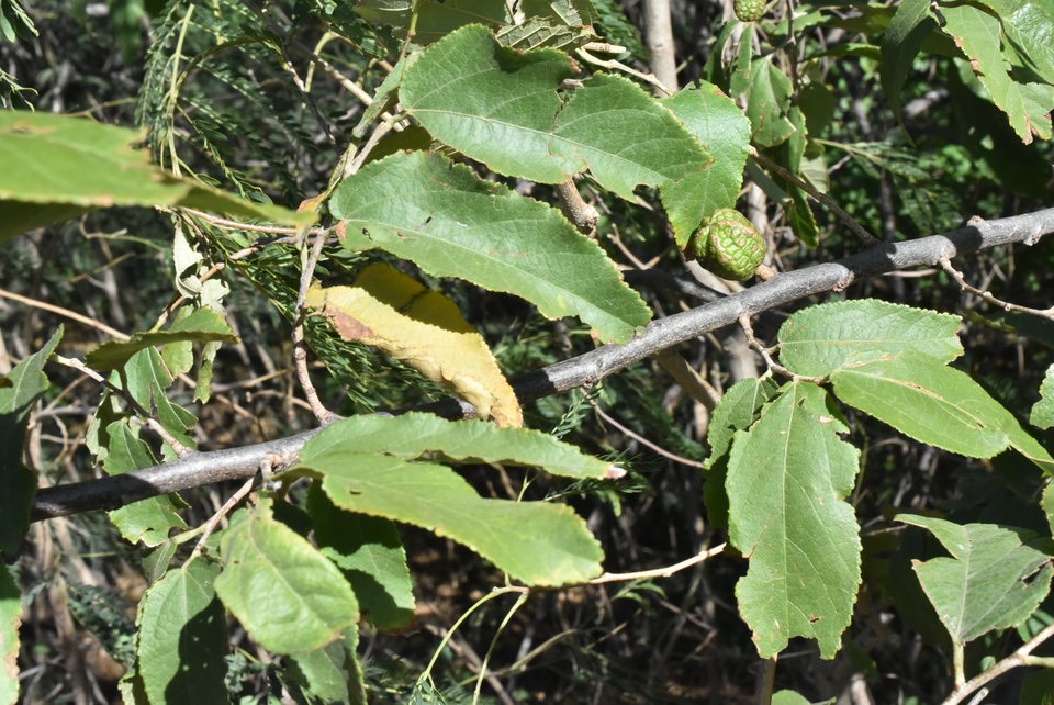 Guazuma ulmifolia - Bibi jacot - MALVACEAE - Amérique tropicale