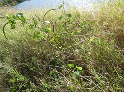 Senna obtusifolia - Pistache marron - FABACEAE - EE 2