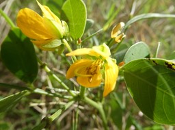 Senna obtusifolia - Pistache marron - FABACEAE - EE 
