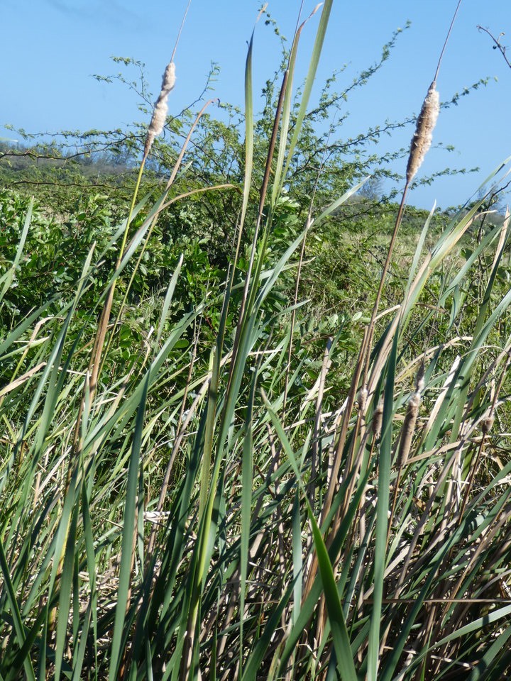 Typha domingensis - Voune - TYPHACEAE - Indigène Réunion