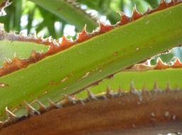 Washingtonia robusta - Palmier à jupon - Mexique - 3