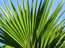 Washingtonia robusta - Palmier à jupon - Mexique - 2