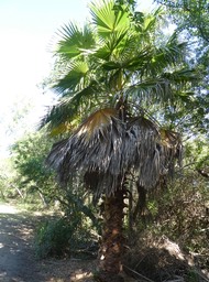 Washingtonia robusta - Palmier à jupon - Mexique - 1