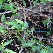 Commelina diffusa Petite -herbe -de l'eau Commelinaceae Espèce adventive 8524.jpeg