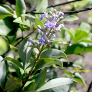 Vitex trifolia Bois caméléon Lamiaceae Potentiellement envahissante 8582.jpeg