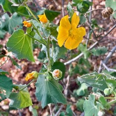 Abutilon indicum.mauve du pays.malvaceae.assimilé indigène..jpeg