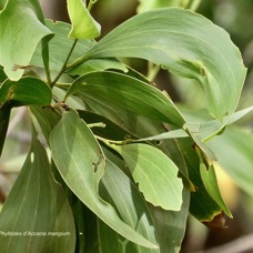 Acacia mangium ( phyllodes ).fabaceae.espèce Cultivée.potentiellement envahissant..jpeg