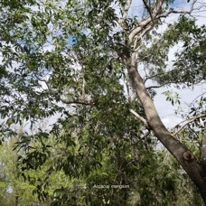 Acacia mangium.fabaceae.espèce Cultivée.potentiellement envahissant..jpeg