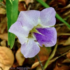 Asystasia gangetica.herbe lle rail.( fleur visitée par des fourmis )acanthaceae.amphinaturalisé.espèce envahissante..jpeg