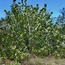 Coccoloba uvifera.raisin de mer .polygonaceae.espèce cultivée. (1).jpeg