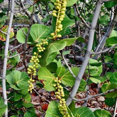 Coccoloba uvifera.raisin de mer .polygonaceae.espèce cultivée..jpeg