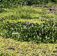 espèces envahissantes -Pontederia crassipes.( Eichhornia crassipes ) jacinthe d’eau. pontederiaceae.amphinaturalisé_(cultivé ) très envahissant.   et Pistia stratiotes.laitue d’eau.araceae.stenonaturalisé ( cultivé )très envahissan.jpeg