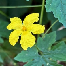 Momordica charantia.margose. ( fleur ) cucurbitaceae.amphinaturalisé.cultivé..jpeg