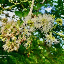 Pithecellobium dulce.tamarin d’Inde.( fleurs ).fabaceae.amphinaturalisé..jpeg