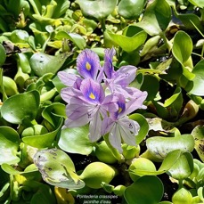 Pontederia crassipes.( Eichhornia crassipes ) jacinthe d’eau. pontederiaceae.amphinaturalisé_(cultivé ) très envahissant..jpeg