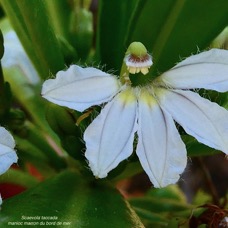 Scaevola taccada.manioc marron du bord de mer.goodeniaceae.espèce cultivée.indigène Réunion..jpeg