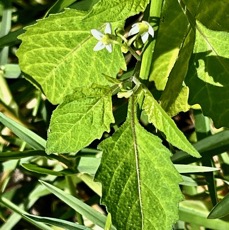 Solanum nigrum.morelle noire.solanaceae. (1).jpeg