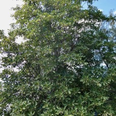Tabebuia heterophylla. bignoniaceae.cultivé.potentiellement envahissant. (1).jpeg