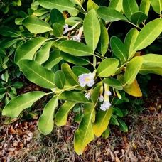 Tabebuia heterophylla. bignoniaceae.cultivé.potentiellement envahissant. (2).jpeg
