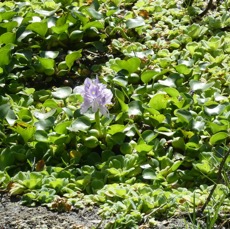 Eichornia crassipes - Jacinthe d'eau - PONTEDERIACEAE - EE - P1060788.jpg