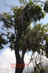 Acacia auriculiformis DSC_0012 (1)