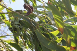 Acacia auriculiformis-Fabacée-exo