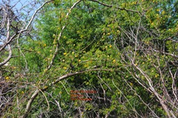 Acacia farnesiana Zépinard DSC_0025 (2)