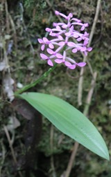 Arnottia mauritiana
