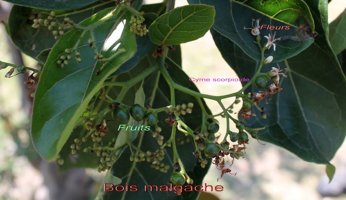 Bois malgache- Ehretia cymosa