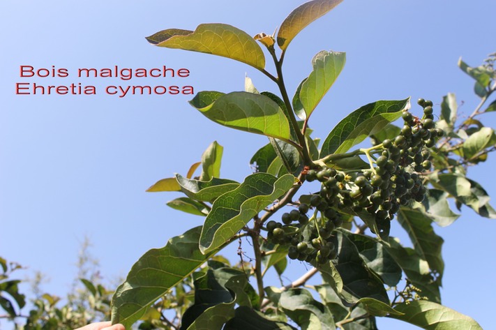 Bois malgache- Ehretia cymosa- Boraginacée-exo