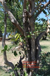 Bois malgache DSC_0006