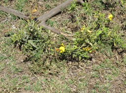 Cascavelle jaune Crotalaria retusa IMG_0379