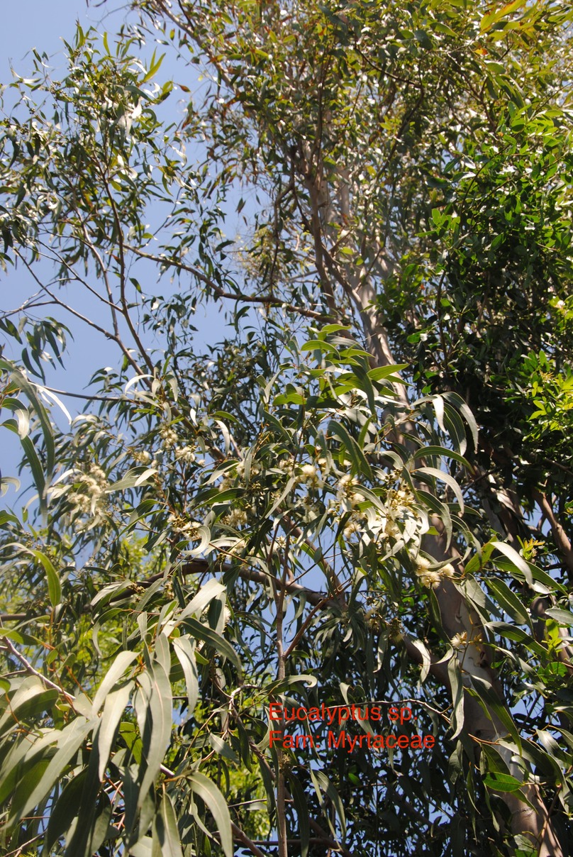 Eucalyptus sp. DSC_0024 (1)