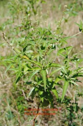 ??? Euphorbia hypericifolia DSC_0026