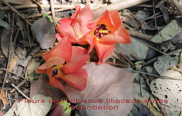 Fleurs de l'Hibiscus tiliaceus