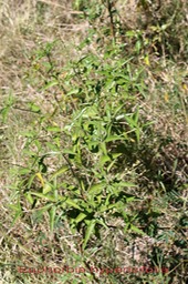 Herbe colique- Euphorbia hypericifolia ou Chamaesyce hypericifolia- Euphorbiacée - exo