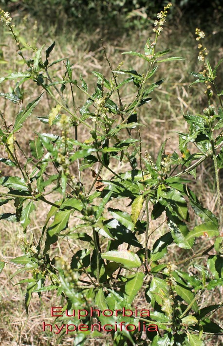 Herbe colique ou Jean Belan- Euphorbia hypericifolia- Euphorbiacée - exo