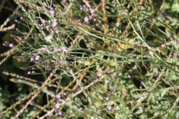 Herbe le rhum ou Herbe goni- Vernonia cinerea- Astéracée-exo