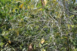jamblon- Syzygium cumini-Myrtacée-exo