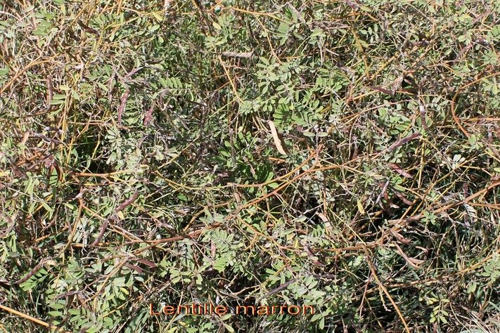 Lentille marron- Tephrosia purpurea- Fabacée- exo