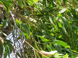 Phyllodes et Fruits de l'Acacia auriculoformis Fabacée IMG_0378