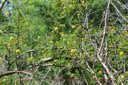 Zépinard - Acacia farnesiana - Fabacée - exo