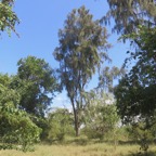 3. Casuarina equisetifolia L - Filao - Casuarinaceae - Asie tropicale. Australie. Mélanésie..jpeg