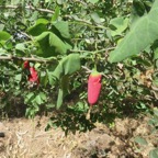 5. Fruit rouge de  Coccinia grandis - Courge écarlate- Cucurbitaceae - Afrique Asie.jpeg