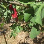 6. Ebats de Protaetia aurichalcea, appelée bébète l'argent à l'île de La Réunion sur Fruit rouge de  Coccinia grandis - ? - Cucurbitaceae - Afrique Asie.jpeg