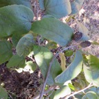 10. Fruits Guazuma ulmifolia Lam. - Bibi jacot - Malvaceae - Amérique tropicale.jpeg