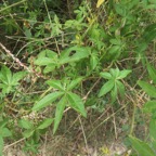 18. pomoea cairica , Ipomée du Caire ou Grande ipomée est une plante herbacée de la famille des Convolvulaceae..jpeg