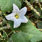 Coccinia grandis (L.) Voigt. - courge écarlate.cucurbitaceae.sténonaturalisé. (2).jpeg
