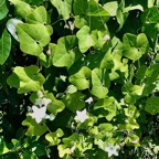 Coccinia grandis (L.) Voigt. - courge écarlate.cucurbitaceae.sténonaturalisé..jpeg